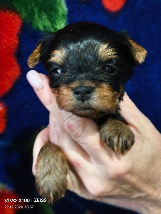 Продам щенков породы йоркширский терьер