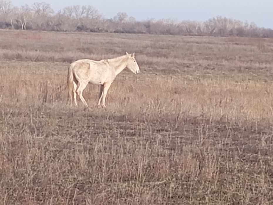 Биелер сатылады соғымға