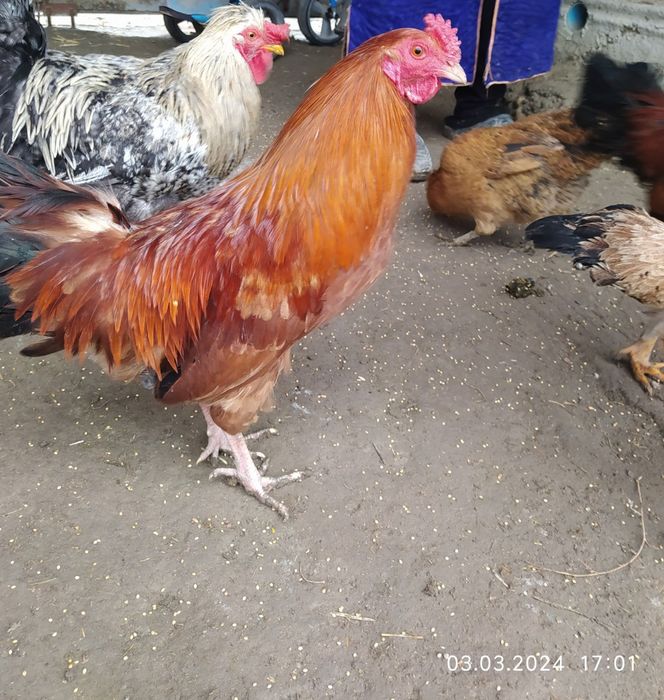 7 oylik xŏrozlar sotiladi.