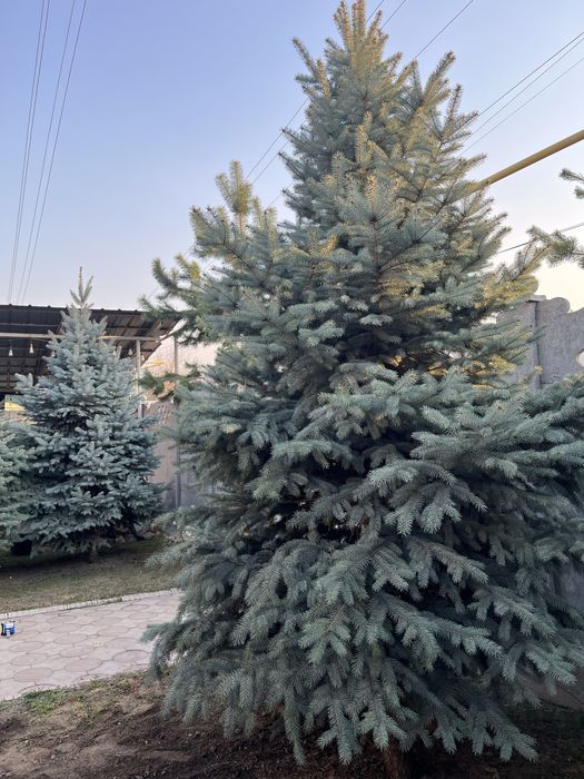 Продам ель, пышную