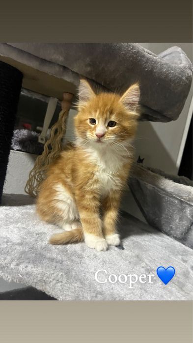 Maine Coon - puiuti