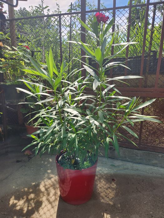 Leandru decorativ ptr gradina sau terasa