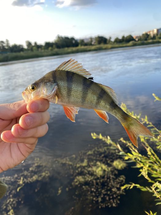 Спиннинг Daiwa NINJA Z 632ULFS ST