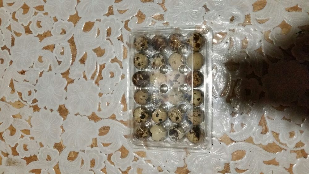 Vând oua de prepelițe proaspete