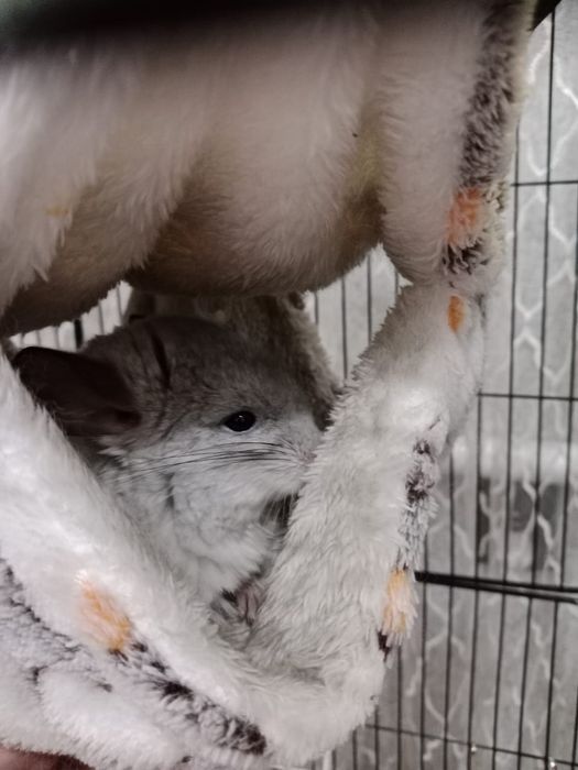 Продам: Шиншиллы