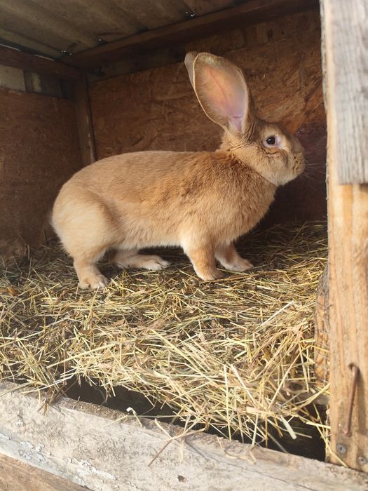 Uriaș German Galben