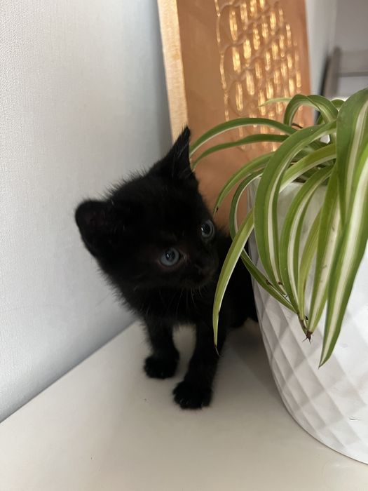 Котенок девочка 1 месяц