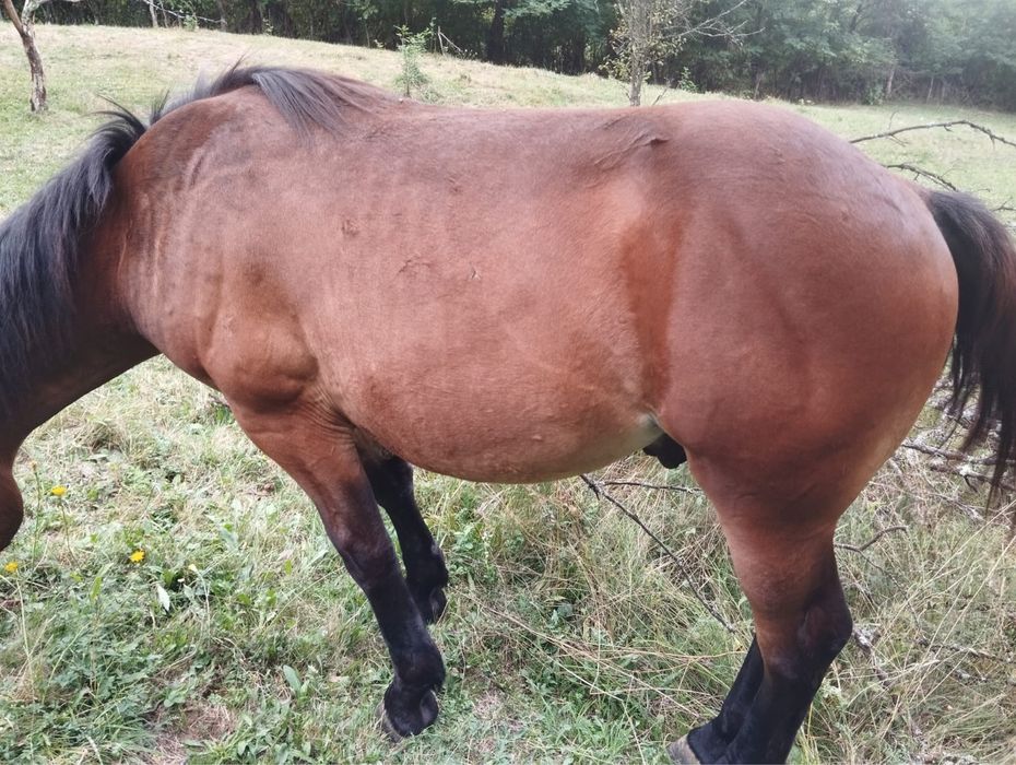 Mânz semigreu murg din cai de talie mare