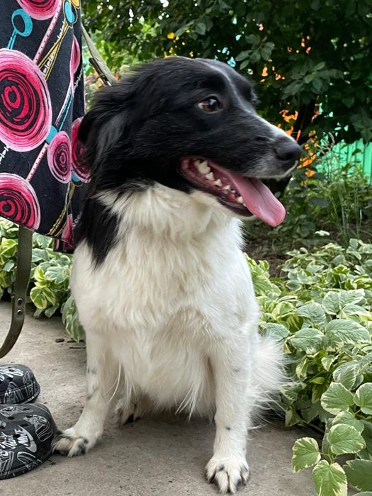 ПороДистые собАчки пОмоГиТе Дом найти