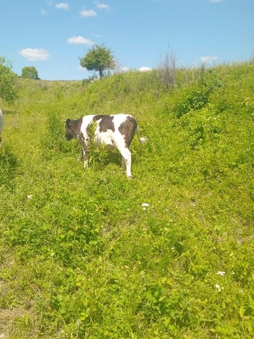 Vând Vitea (junincă)