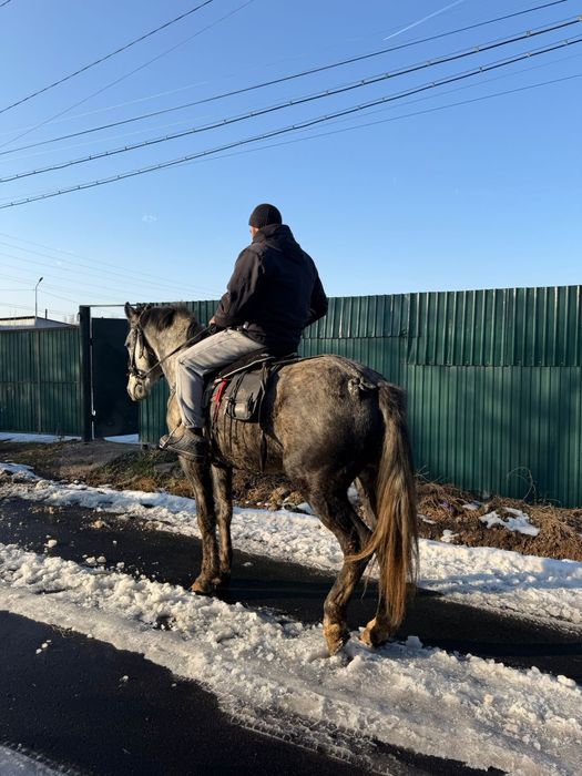 Продается жеребец