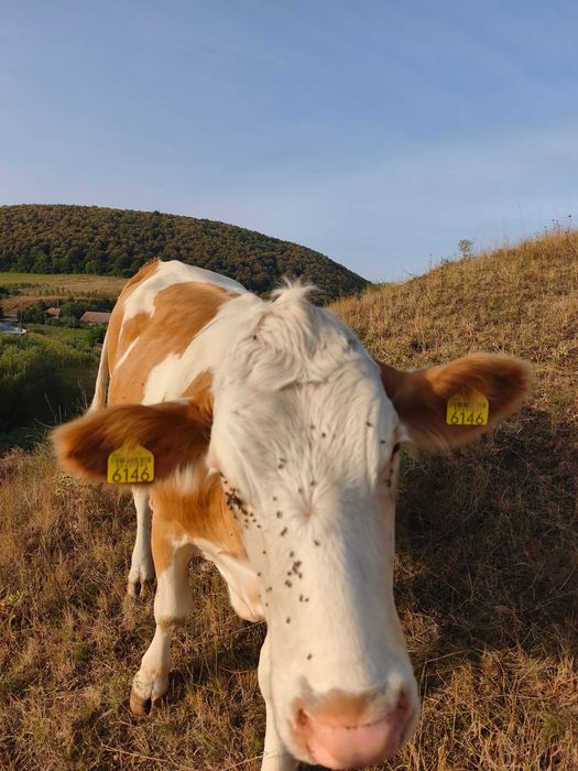 Jurincă de vaca gestanta