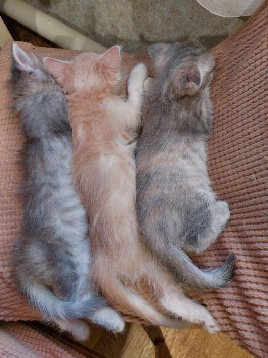 Отдам котят в добрые руки