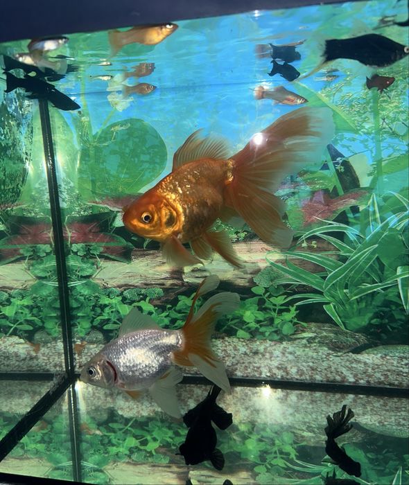 Carasi Oranda/Pesti de acvariu
