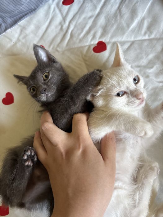 Отдам котят бесплатно