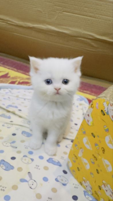 Shatlan shinshila va oq mushukchala