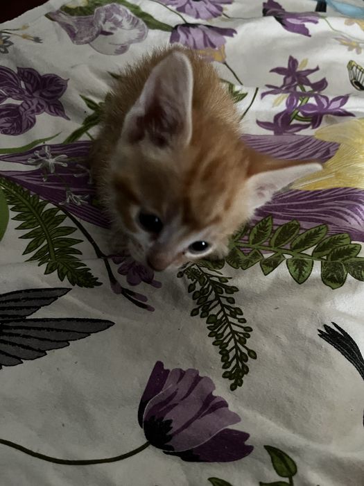 Отдам котят в добрые ручки)