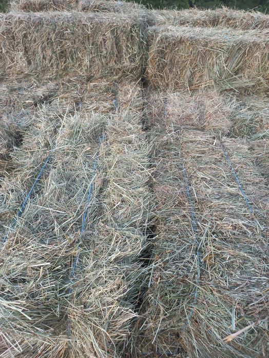 VÂND 300 baloti de făn si lucerna