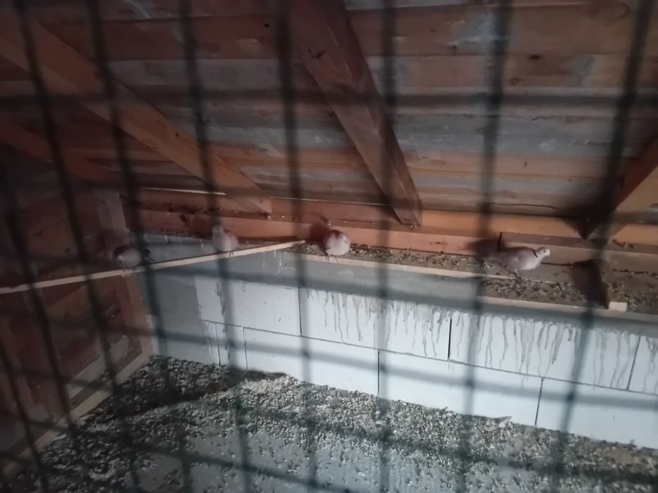 Vând sau schimb Algaponis