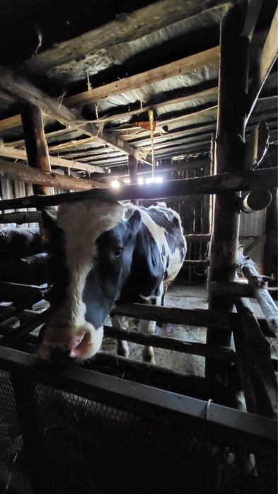 Голштинская Бык.