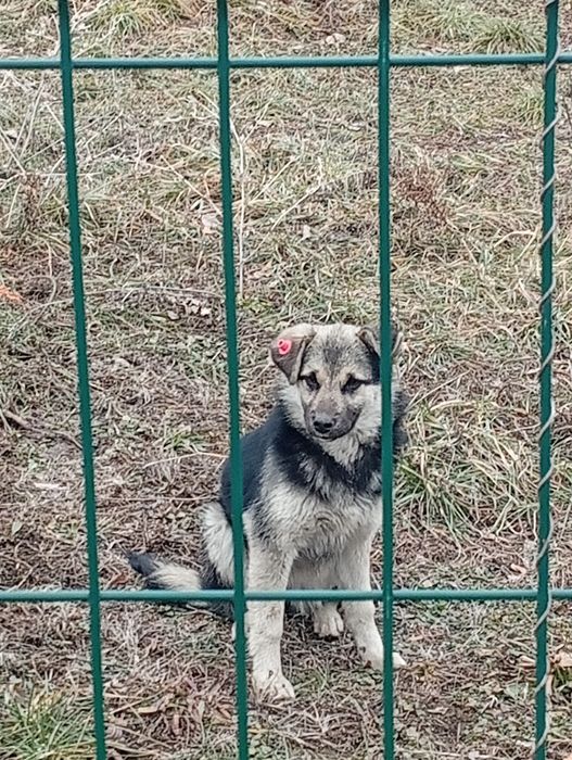 Найдены щенки 4-5 месяцев