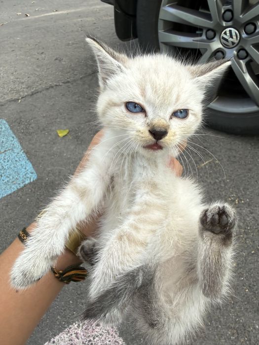 Котята,мальчик и девочка,в хорошие руки