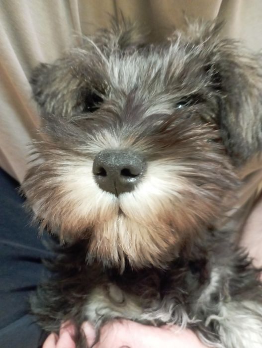 Подарявам куче на 3 месеца