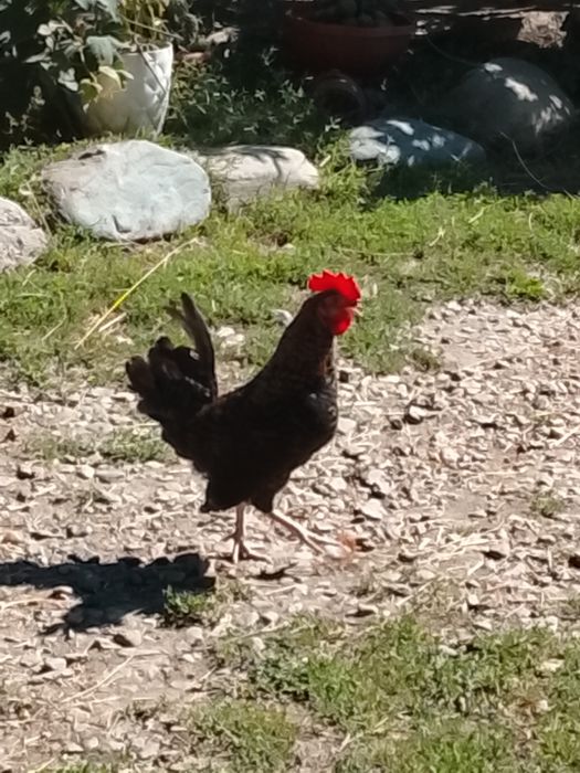 Cocoșei pitici tineri