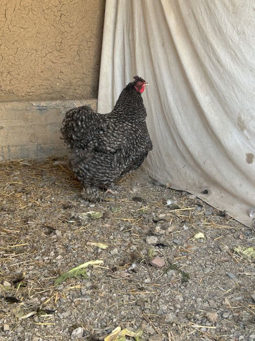 Яйца Брама, чистокровные домашние