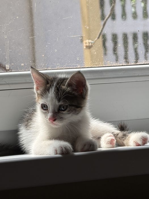 Малыш-котенок Том ищет семью!