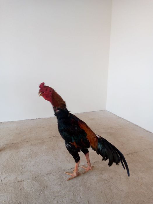 Dakan xuroz sotiladi