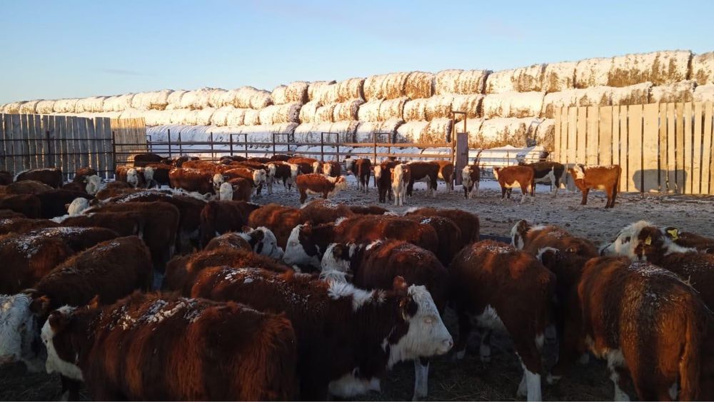 Қашар сатылады / Продается кашар(телята)