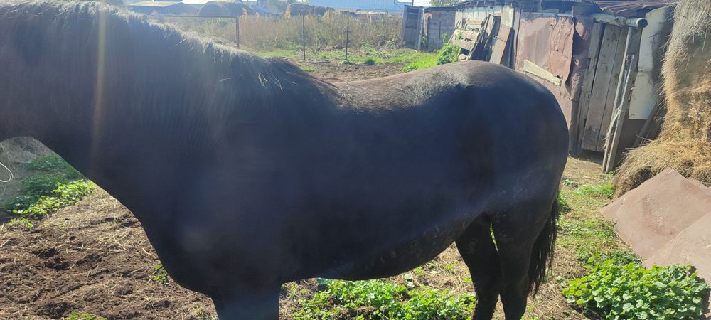 Продам Кунан 4года