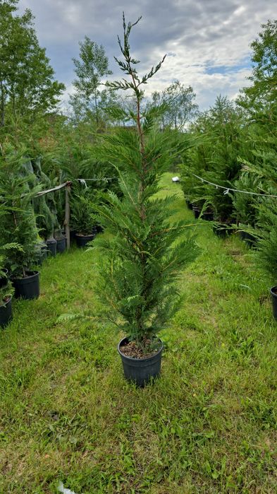 Vând chiparos leylandii plantă pentru crearea unui gard viu