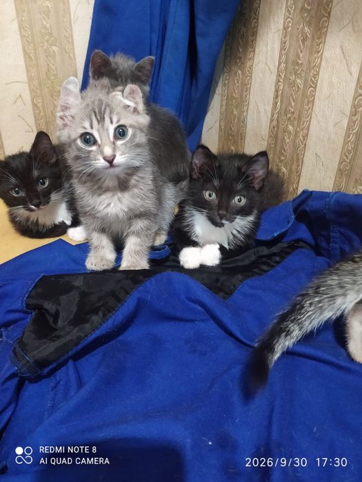 котята в добрые руки. пишите на ватсап