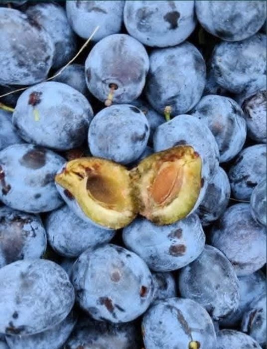 Vand prune pentru tuica