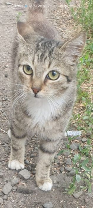 Котенок дымчатый с белыми лапками ждет Вас!