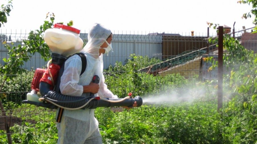 Дарахтларни дорилаш хизмати дезинфекция деревия