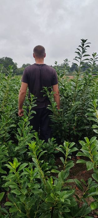 Prunus laurocerasus direct de la producător!