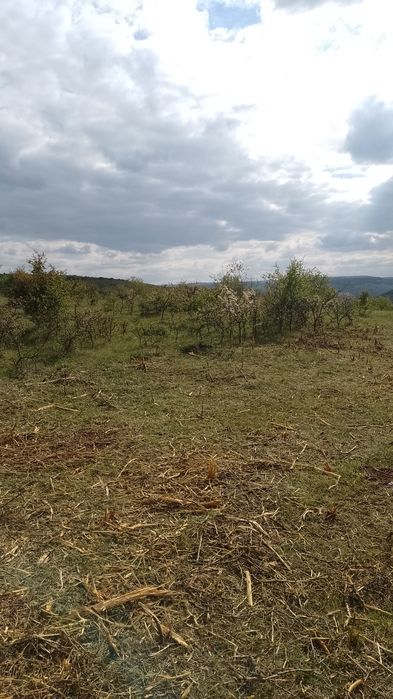 Gradina întreținere