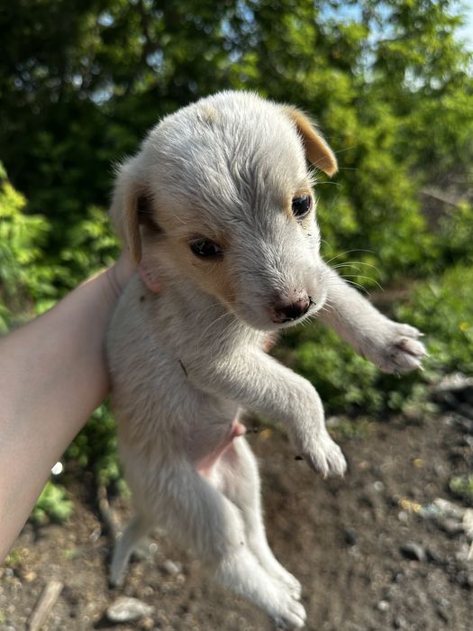 Отдам щенят в добрые руки