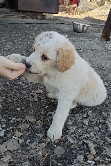 Щенки бесплатно!