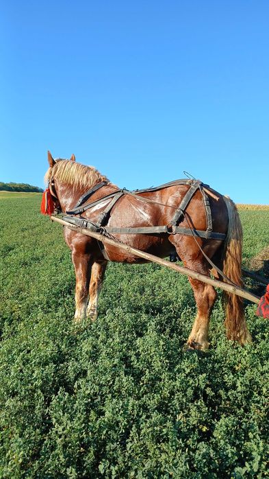 Vand armasar de 4/5 ani