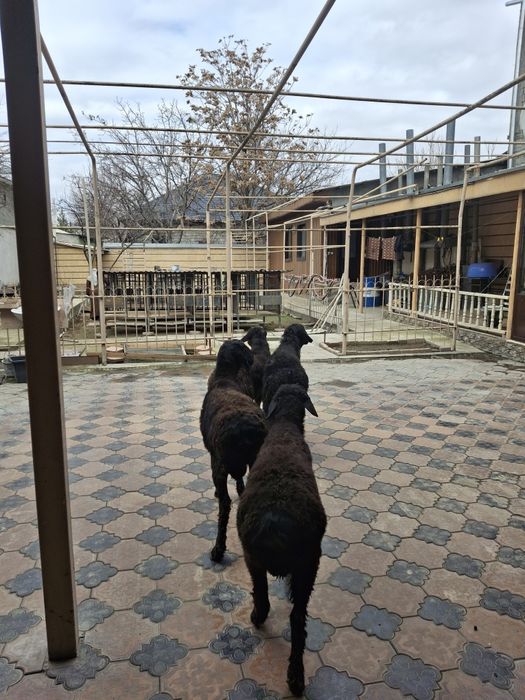 Тоқты  Қошқарлар Бар