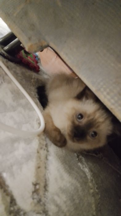 Продается сиямский котёнок 3 месяца