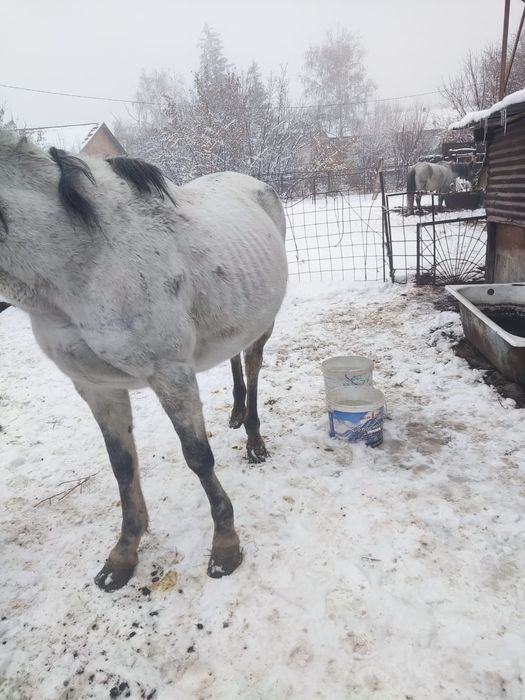 Лошадь Бие кысыр д