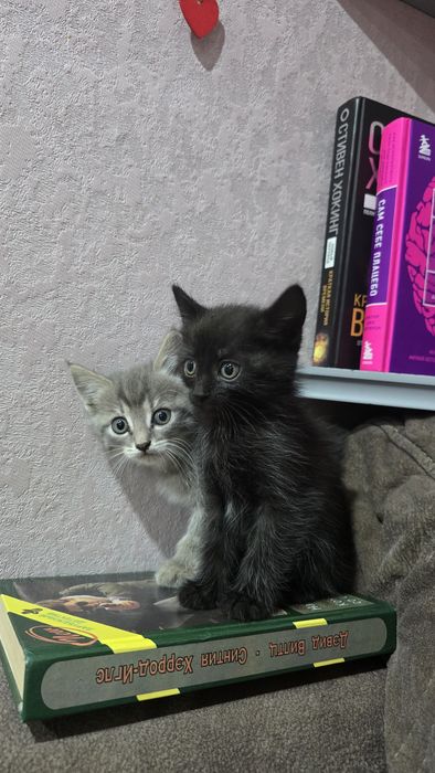 Котята шотландцы(.2 девочки.)