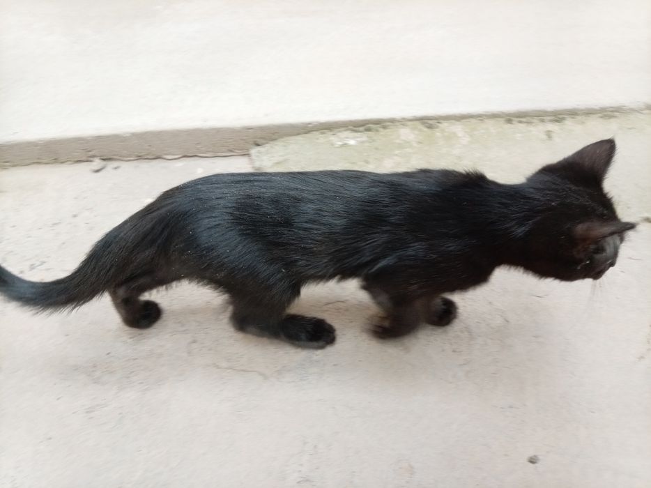 Erkak. Toza uy mushukchalari