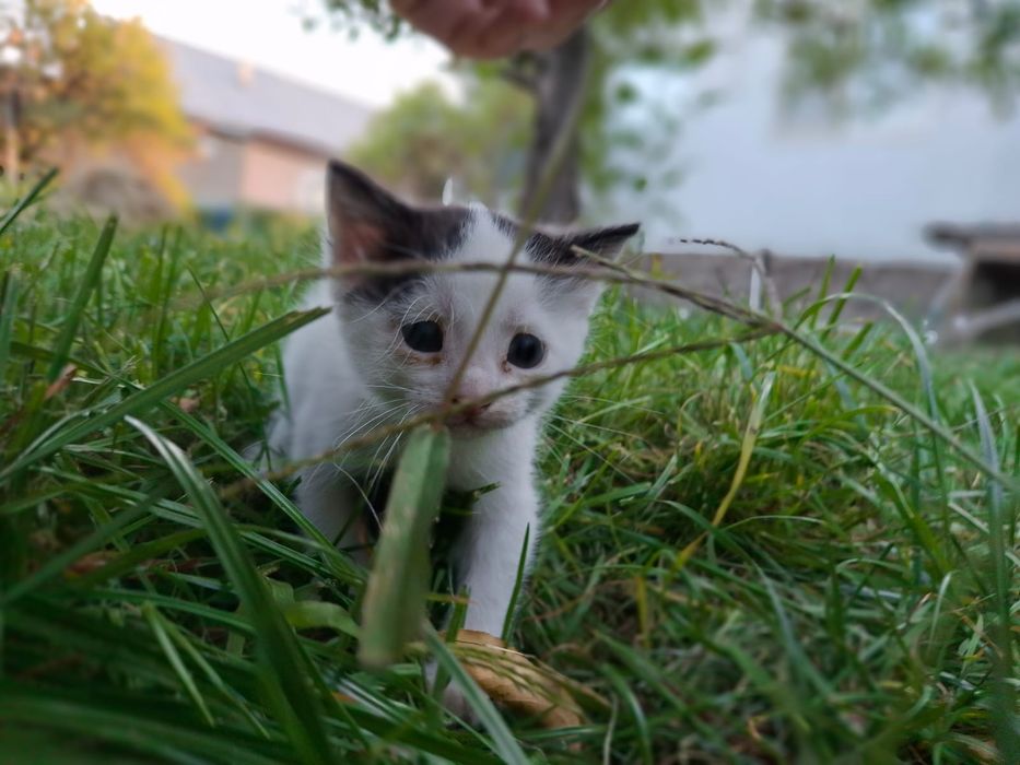 Очаровательные котята ищут новый дом