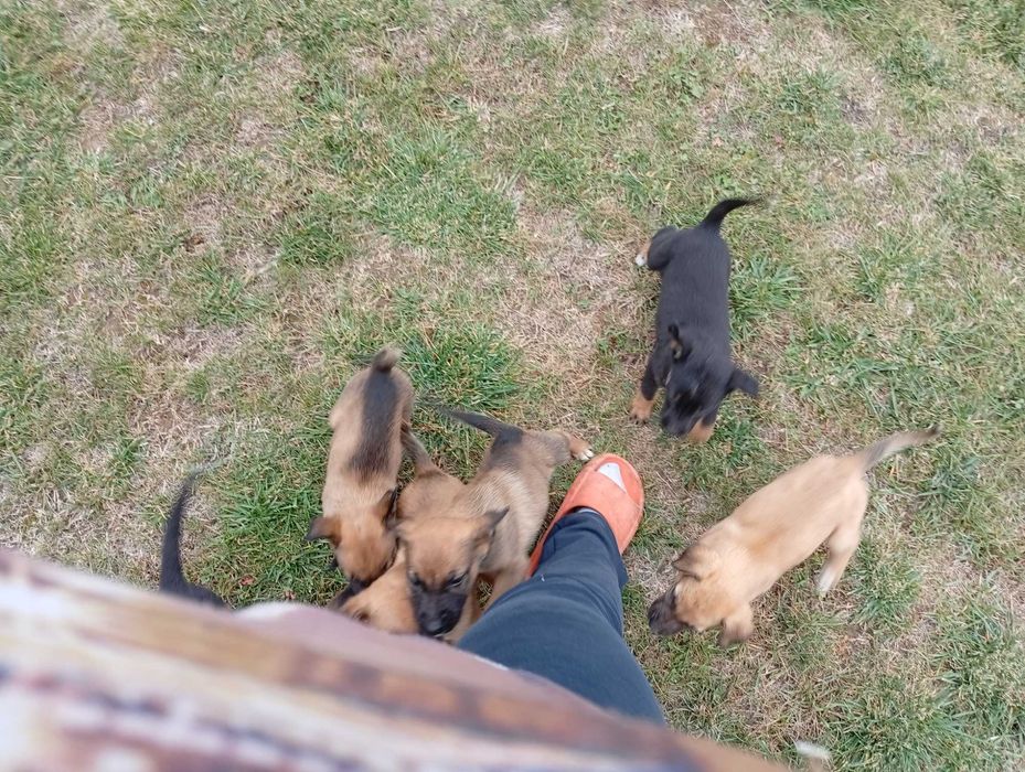 Donez pui cățel adorabili